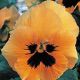 Династия Orange Blotch семена фиалки (Kitano Seeds)