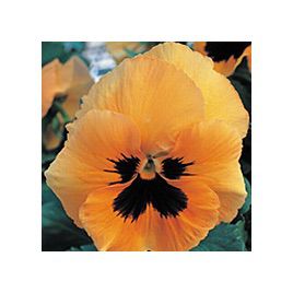 Династия Orange Blotch семена фиалки (Kitano Seeds)