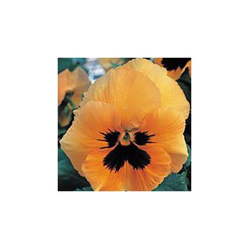 Династия Orange Blotch семена фиалки (Kitano Seeds)
