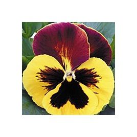 Династия Red Wing семена фиалки (Kitano Seeds)
