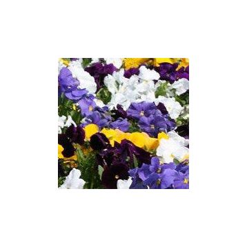 Династия Clear mixed семена фиалки (Kitano Seeds)