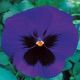 Династия Blue Blotch семена фиалки (Kitano Seeds)