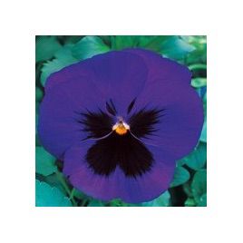 Династия Blue Blotch семена фиалки (Kitano Seeds)