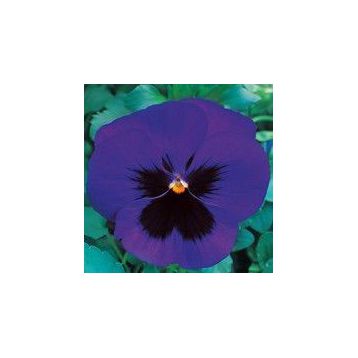 Династия Blue Blotch семена фиалки (Kitano Seeds)