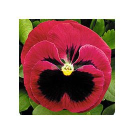 Династия Rose Blotch семена фиалки (Kitano Seeds)