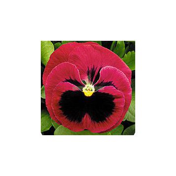 Династия Rose Blotch семена фиалки (Kitano Seeds)