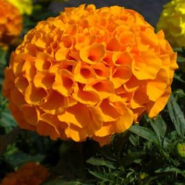 Бархатцы Чикаго Orange