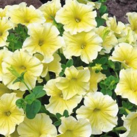 Петунія Амфора Yellow (жовта) 