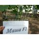 семена огурца маша f1