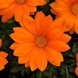 Газания Нью Дей оранжевая (orange) 