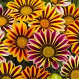 Газания Фрости Кисс флейм микс