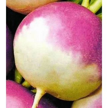 Шведська насіння брукви (GL Seeds)