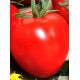 Аватар F1 семена томата индет. раннего окр. 250-300 гр. (Cora Seeds)
