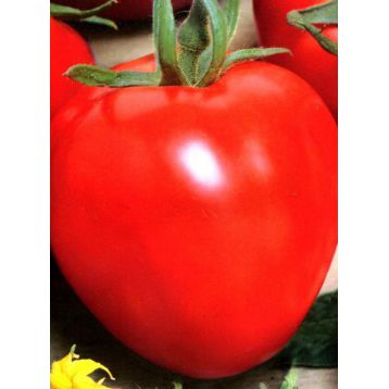 Аватар F1 семена томата индет. раннего окр. 250-300 гр. (Cora Seeds)