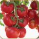 Ариена F1 (CRX 75251 F1) семена томата индет. среднеранн. 150 гр. (Cora Seeds)