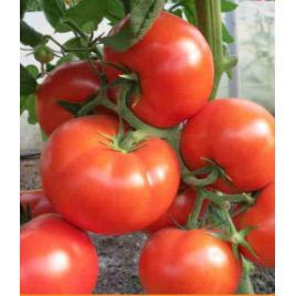 CRX 78503 F1 семена томата индет. среднеранн. 250 гр. (Cora Seeds)