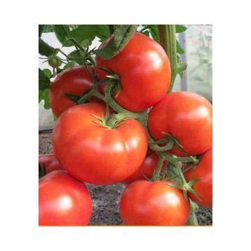 CRX 78503 F1 семена томата индет. среднеранн. 250 гр. (Cora Seeds)