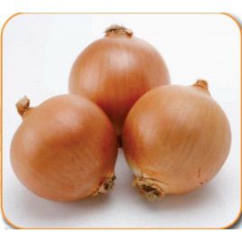 Муза F1 семена лука репчатого раннего 100-105 дн. (Cora Seeds)