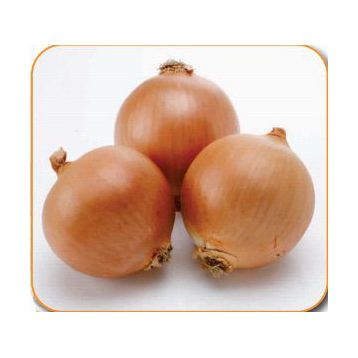 Муза F1 семена лука репчатого раннего 100-105 дн. (Cora Seeds)