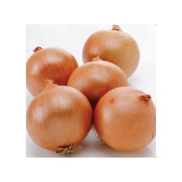 Фундадор F1 семена лука репчатого среднего 110-115 дн. (Cora Seeds)