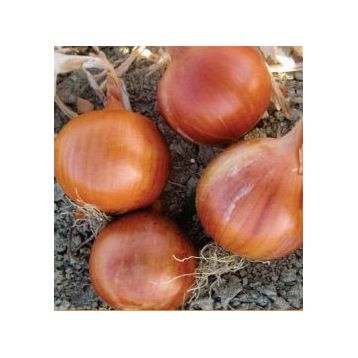 Соня F1 (Халифер F1) семена лука репчатого среднего 115-120 дн. (Cora Seeds)