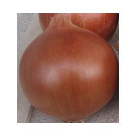 Ламика F1 семена лука репчатого позднего 120-125 дн. длинн. дня (Cora Seeds)