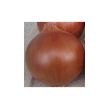 Ламика F1 семена лука репчатого позднего 120-125 дн. длинн. дня (Cora Seeds)