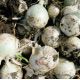 Вайт Опера F1 семена лука репчатого среднего 112-118 дн. (Cora Seeds)