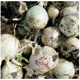 Вайт Опера F1 семена лука репчатого среднего 112-118 дн. (Cora Seeds)