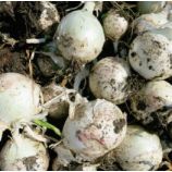 Вайт Опера F1 семена лука репчатого среднего 112-118 дн. (Cora Seeds)