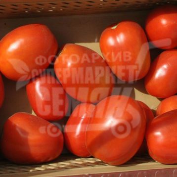 Гвадалетте F1 семена томата дет. (Seminis)