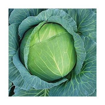 Каменная Голова семена капусты белокочанной поздней 140-165 дн. 3-6 кг (Hortus)