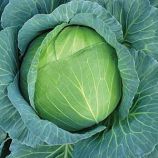 Каменная Голова семена капусты белокочанной поздней 140-165 дн. 3-6 кг (Hortus)
