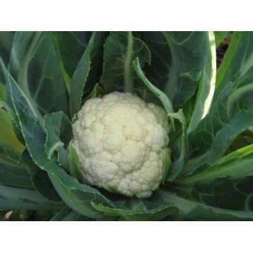 Фарадей F1 семена капусты цветной среднесп (Syngenta)