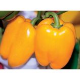 Кунео еллоу семена перца сладкого раннего (Hortus)