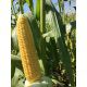 Чемпіон F1 (Пентагон F1) насіння кукурудзи суперсолодкої Sh2 (Мнагор)