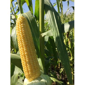 Чемпіон F1 (Пентагон F1) насіння кукурудзи суперсолодкої Sh2 (Мнагор)