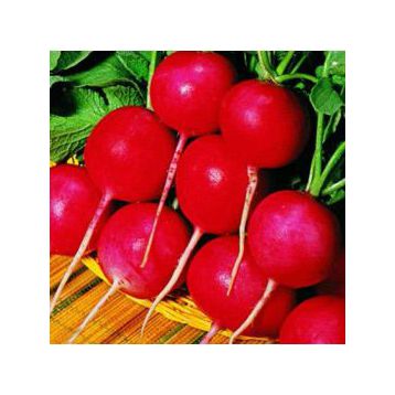Сакса 2 семена редиса 25 дн (Hortus)