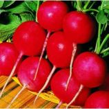 Сакса 2 насіння редиски (Satimex)