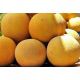 ЮГ 160 F1 семена дыни (United Genetics)