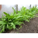 Черемша семена дикого чеснока (GL Seeds)
