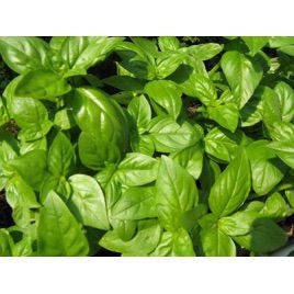 Геновезе семена базилика зеленого (Hortus)