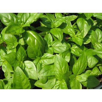Геновезе семена базилика зеленого (Hortus)