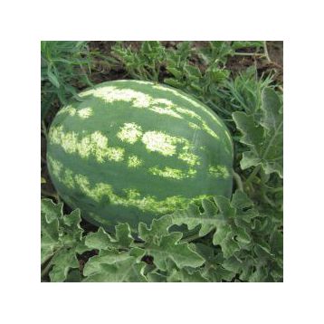Ланса F1 насіння кавуна (Hollar Seeds)