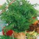Насіння тмину Апетитний (GL Seeds)