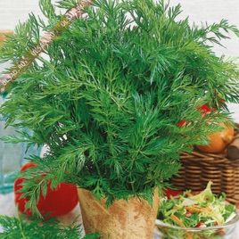 Насіння тмину Апетитний (GL Seeds)
