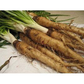 Насіння вівсяного кореню (GL Seeds)