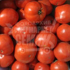 Санрайз F1 семена томата дет. (Seminis)