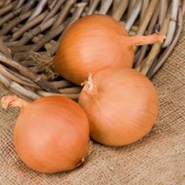 Бугатти F1 семена лука репчатого среднего 110-120 дн. (Advanta)