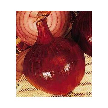 Ред Ампоста семена лука красного среднесп. 115 дн. длинн. дня (Innova Seeds)